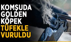Komşuda golden köpek tüfekle vuruldu