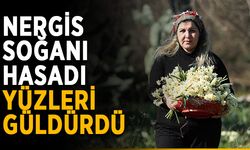 Nergis soğanı hasadı yüzleri güldürdü