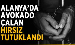 Alanya’da avokado çalan hırsız tutuklandı