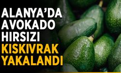 Alanya’da avokado hırsızı kıskıvrak yakalandı