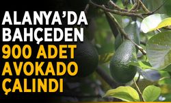 Alanya’da bahçeden 900 adet avokado çalındı
