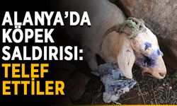 Alanya’da köpek saldırısı: Telef ettiler