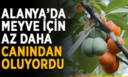 Alanya’da meyve için az daha canından oluyordu