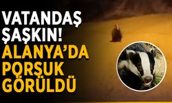Vatandaş şaşkın! Alanya’da porsuk görüldü