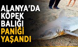 Alanya'da köpek balığı paniği yaşandı