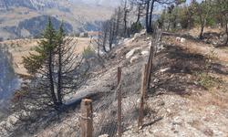 Alanya'da yaylada çıkan yangın kontrol altında