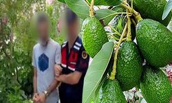 Alanya’da avokado hırsızı JASAT ’tan kaçamadı