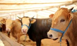 Gazipaşa’da 4700 hayvana şap aşısı yapıldı