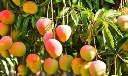 Maliyeti daha düşük: Alanya’da mango şahlanıyor