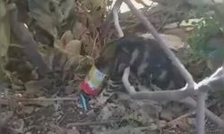 Alanya’da yaramaz kedi el birliğiyle kurtarıldı
