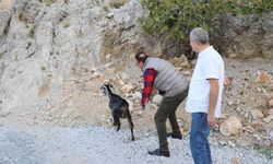 Alanya’da yaralı keçi doğaya bırakıldı