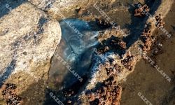 Antalya ve Alanya'da denizanası paniği yaşanıyor