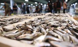 Fiyatlar uygun ama talep yok: Alanya'da balıkçılar zor durumda