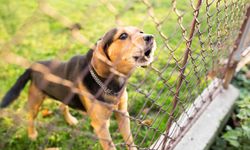 Alanya’da hırsızları ne çit ne köpek durduruyor