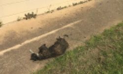Vicdansızlar! Alanya’da yanmış kedi öl*sü bulundu