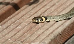 Alanya’da okul bahçesinde görülen yılan çığlık attırdı