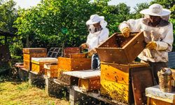 Alanya'da arı kovanları bahar bakımına girdi