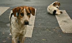 Alanya'da başıboş köpekler 'ölmesin' diye toplandılar