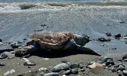 Alanya sahilinde ölü carettaya denk geldiler