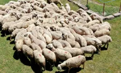 Alanya’da havalar ısındı, koyun kırkımı başladı