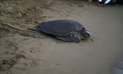 Alanya’da duyarsız kalmayıp yavruyu kurtardılar