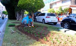 Alanya’da çok yıllık çiçekler dikiliyor