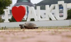 ALKÜ, gençlik bakımından Türkiye ikincisi oldu