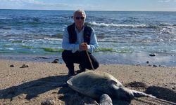 Alanya’da ölü caretta caretta paniği