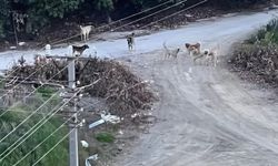 Alanya’da çocuklar ucuz kurtuldu, çözüm bekleniyor