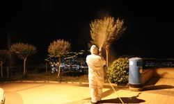 Alanya Belediyesi’nden yeşil alanlarda zirai mücadele