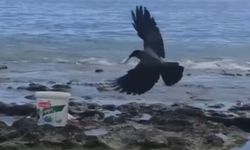 Alanya'da tuttuğu balığı kargaya kaptırdı