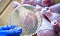 Alanya'da bayram öncesi Salmonella uyarısı
