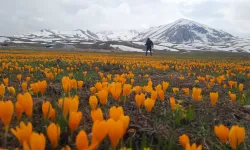 Eğrigöl ve Söbüçimen Yaylası koruma altında