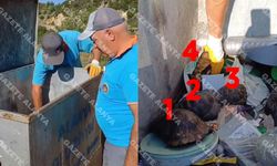 Sınırsız vicdansızlık, iğrenç olay! Alanya'da canlı canlı çöpte bulundular