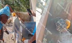 Alanya’da çöpten hayata! Vicdansızlar attı, işçiler kurtardı