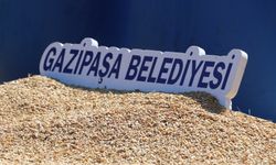 Gazipaşa’da ata tohum karakılçık buğdayı hasadı