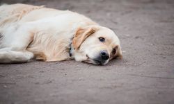 Alanya'da iğrenç görüntüler! Toplanan köpekler korkudan titriyor