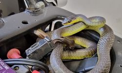 Alanya’da motosiklete giren yılan korkuttu