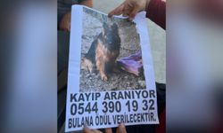 Alanya'da görürseniz şanslısınız, ödülünüz hazır