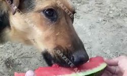 Alanya’da serinleten görüntü! Sokak köpeği karpuzla susuzluk giderdi