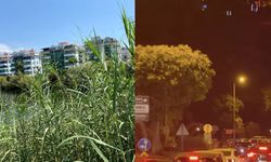 Alanya’da çayı sazlıklar, çarşıyı trafik bitirdi