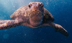 Antalya’da caretta paniği! Sahilde yüzenlere s*ldırdı