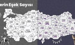 Antalya ve Alanya’da etkilendi! Eşek sayısı hızla azalıyor