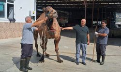 Alanya ziyafete davetli! Herkese deve ikram edilecek, Kodal kesecek