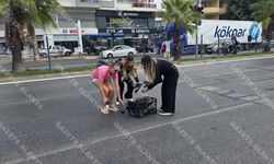 Alanya'da enfes davranış! Patlıcanlara koşup yolu açtılar