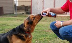 Alanya’da köpeğe alkol içiren personel kovuldu