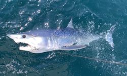 Köpek balığı şaşkınlığı! Alanya açıklarında oltaya takıldı