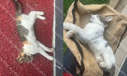 Alanya’da salgın mı var? Kedi ölümlerinde belediye eleştiri odağı oldu