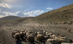 Alanya'da çobanların zorlu göçü başladı
