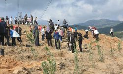 Alanya'da yanan orman alanı 5 ayda yeşerdi